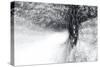 Snow Dancer-Ursula Abresch-Stretched Canvas