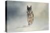 Snow Day for the Shepherd-Jai Johnson-Stretched Canvas