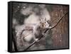 Snow Day Squirrel-Jai Johnson-Framed Stretched Canvas