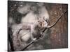 Snow Day Squirrel-Jai Johnson-Stretched Canvas