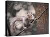 Snow Day Squirrel-Jai Johnson-Stretched Canvas