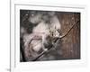 Snow Day Squirrel-Jai Johnson-Framed Giclee Print