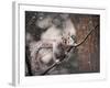 Snow Day Squirrel-Jai Johnson-Framed Giclee Print