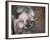 Snow Day Squirrel-Jai Johnson-Framed Giclee Print