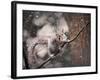 Snow Day Squirrel-Jai Johnson-Framed Giclee Print