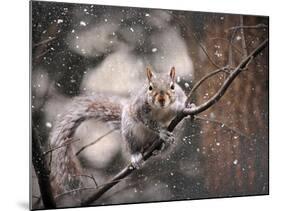 Snow Day Squirrel-Jai Johnson-Mounted Giclee Print