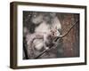 Snow Day Squirrel-Jai Johnson-Framed Giclee Print