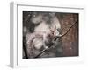Snow Day Squirrel-Jai Johnson-Framed Giclee Print