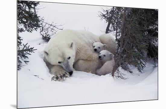 Snow Day-Art Wolfe-Mounted Art Print