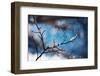 Snow Day-Ursula Abresch-Framed Photographic Print