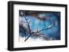 Snow Day-Ursula Abresch-Framed Photographic Print