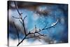 Snow Day-Ursula Abresch-Stretched Canvas