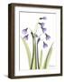 Snow Drop in Full Bloom-Albert Koetsier-Framed Art Print