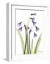 Snow Drop in Full Bloom-Albert Koetsier-Framed Art Print