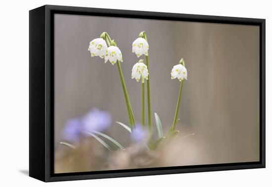 Snow Dropsspring Snow-Flake-Samuel Pradetto-Framed Stretched Canvas
