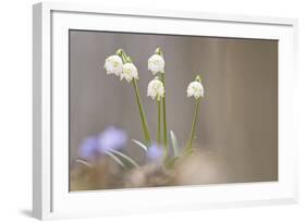 Snow Dropsspring Snow-Flake-Samuel Pradetto-Framed Photographic Print