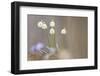 Snow Dropsspring Snow-Flake-Samuel Pradetto-Framed Photographic Print