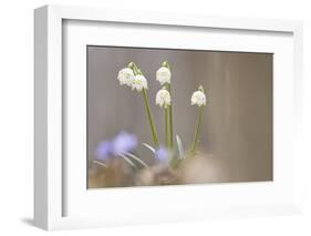 Snow Dropsspring Snow-Flake-Samuel Pradetto-Framed Photographic Print