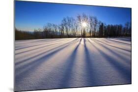 Snow Field, Boulder Mountain, Dixie National Forest, Utah, USA-Charles Gurche-Mounted Photographic Print