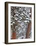 Snow Fills the Boughs of Ponderosa Pine Trees at Flathead Lake State Park, Montana, USA-Chuck Haney-Framed Photographic Print