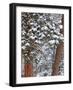 Snow Fills the Boughs of Ponderosa Pine Trees at Flathead Lake State Park, Montana, USA-Chuck Haney-Framed Photographic Print