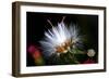 Snow Flower-Dana Brett Munach-Framed Giclee Print