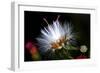 Snow Flower-Dana Brett Munach-Framed Giclee Print