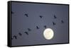 Snow Geese and Full Moon, New Mexico-Paul Souders-Framed Stretched Canvas