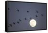 Snow Geese and Full Moon, New Mexico-Paul Souders-Framed Stretched Canvas