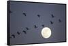 Snow Geese and Full Moon, New Mexico-Paul Souders-Framed Stretched Canvas