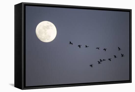 Snow Geese and Full Moon, New Mexico-Paul Souders-Framed Stretched Canvas