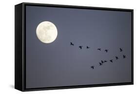 Snow Geese and Full Moon, New Mexico-Paul Souders-Framed Stretched Canvas