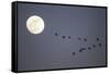 Snow Geese and Full Moon, New Mexico-Paul Souders-Framed Stretched Canvas