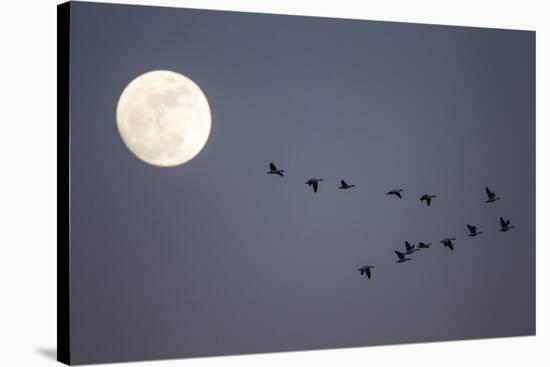 Snow Geese and Full Moon, New Mexico-Paul Souders-Stretched Canvas