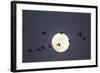 Snow Geese and Full Moon, New Mexico-Paul Souders-Framed Photographic Print