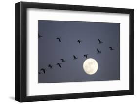 Snow Geese and Full Moon, New Mexico-Paul Souders-Framed Photographic Print