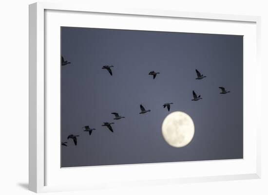 Snow Geese and Full Moon, New Mexico-Paul Souders-Framed Photographic Print