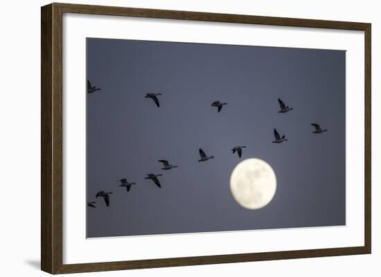 Snow Geese and Full Moon, New Mexico-Paul Souders-Framed Photographic Print