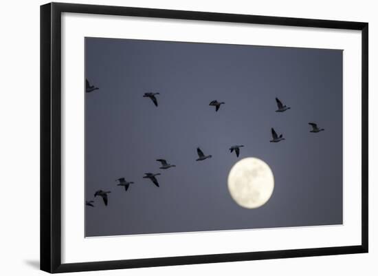 Snow Geese and Full Moon, New Mexico-Paul Souders-Framed Photographic Print