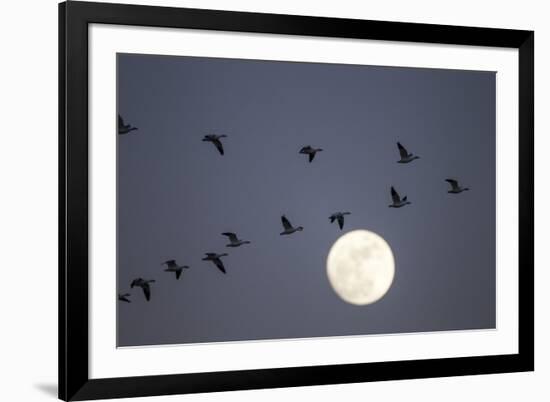 Snow Geese and Full Moon, New Mexico-Paul Souders-Framed Photographic Print