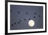 Snow Geese and Full Moon, New Mexico-Paul Souders-Framed Photographic Print