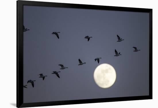 Snow Geese and Full Moon, New Mexico-Paul Souders-Framed Photographic Print