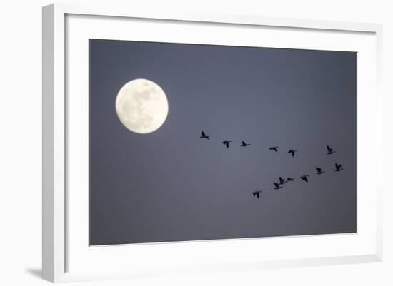 Snow Geese and Full Moon, New Mexico-Paul Souders-Framed Photographic Print