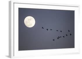 Snow Geese and Full Moon, New Mexico-Paul Souders-Framed Photographic Print