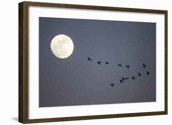 Snow Geese and Full Moon, New Mexico-Paul Souders-Framed Photographic Print