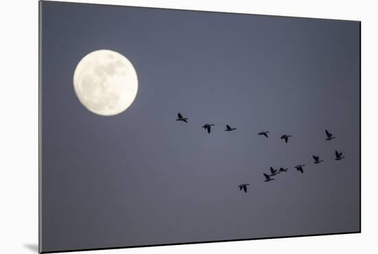 Snow Geese and Full Moon, New Mexico-Paul Souders-Mounted Photographic Print