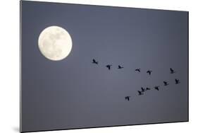 Snow Geese and Full Moon, New Mexico-Paul Souders-Mounted Photographic Print