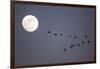 Snow Geese and Full Moon, New Mexico-Paul Souders-Framed Photographic Print