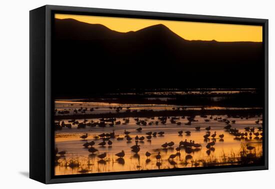 Snow geese and marsh at dusk, Bosque del Apache NWR, New Mexico, USA-Scott T. Smith-Framed Stretched Canvas