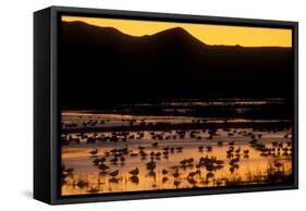 Snow geese and marsh at dusk, Bosque del Apache NWR, New Mexico, USA-Scott T. Smith-Framed Stretched Canvas